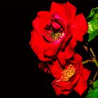 Rosenblüten 9