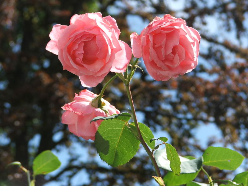 Rosenblüten