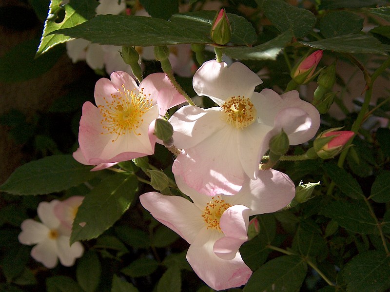 Rosenblüten