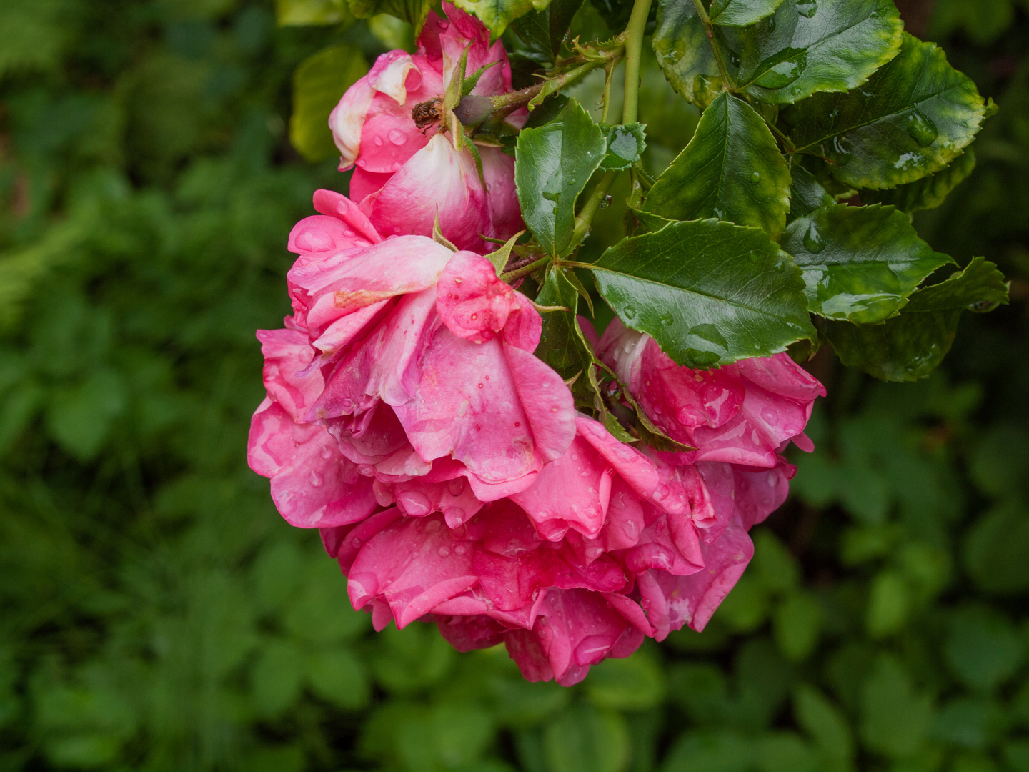 Rosenblüten