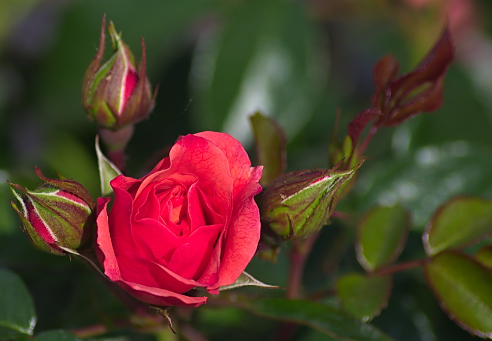 Rosenblüten