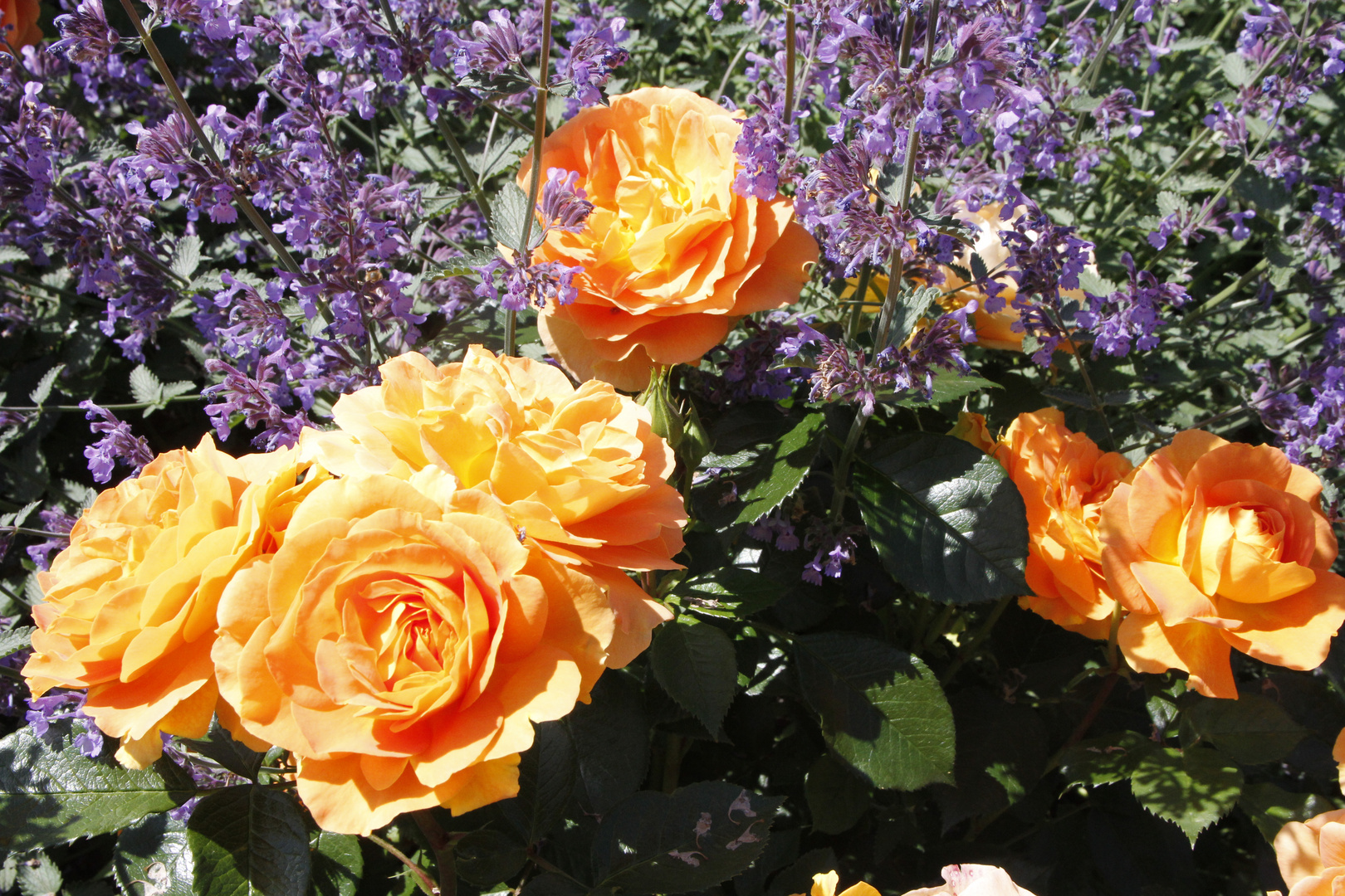 Rosenblüten Farbkontrast