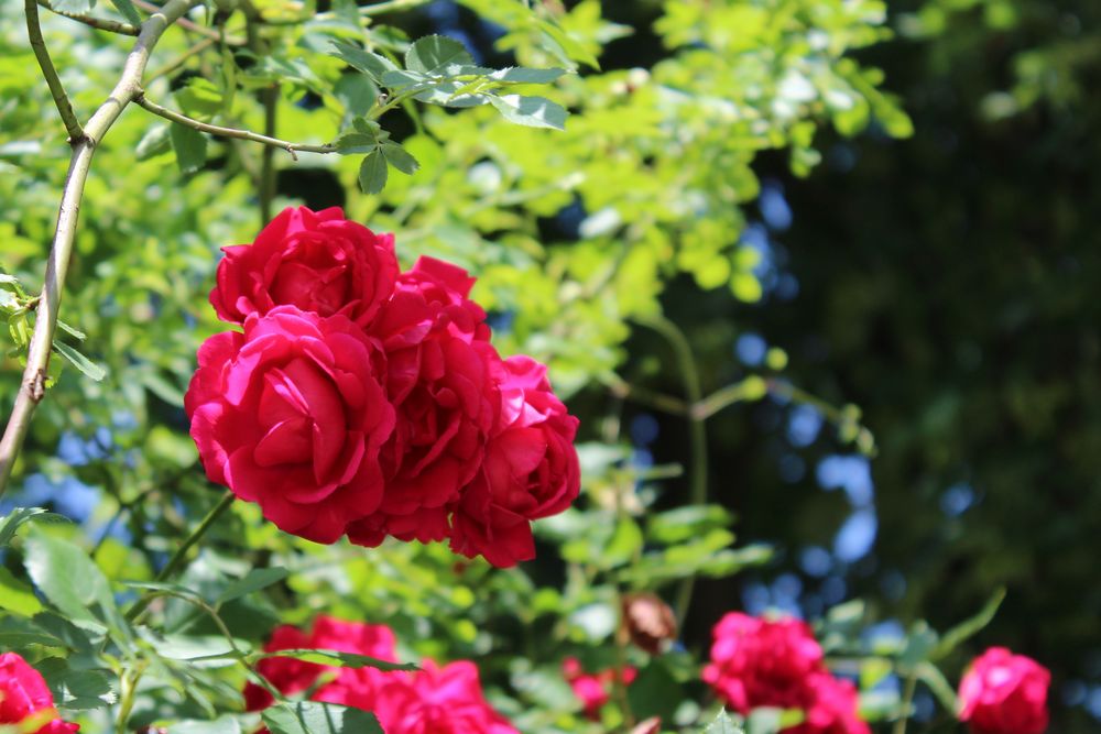 Rosenblüten im Frühling