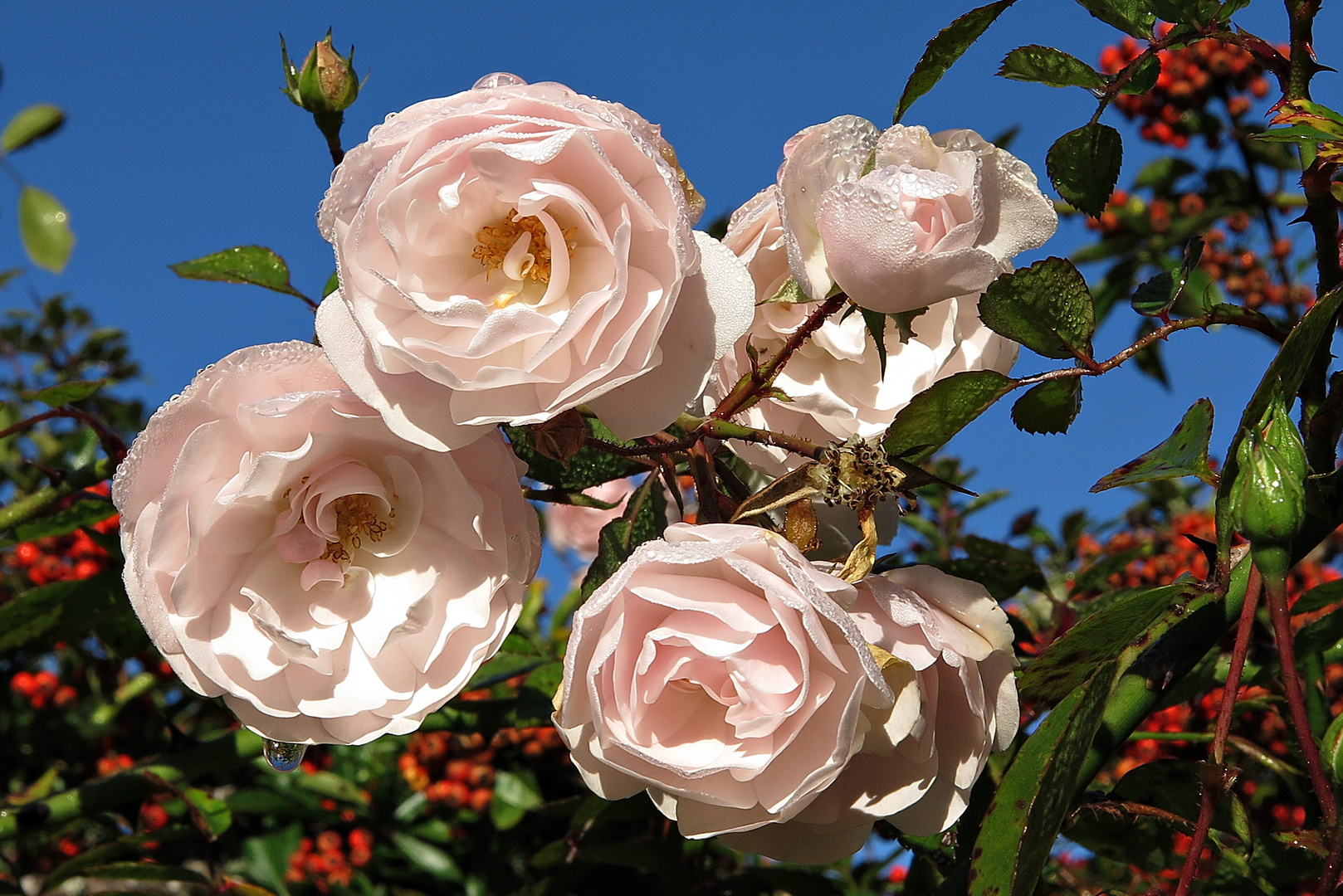 Rosenblüten im November