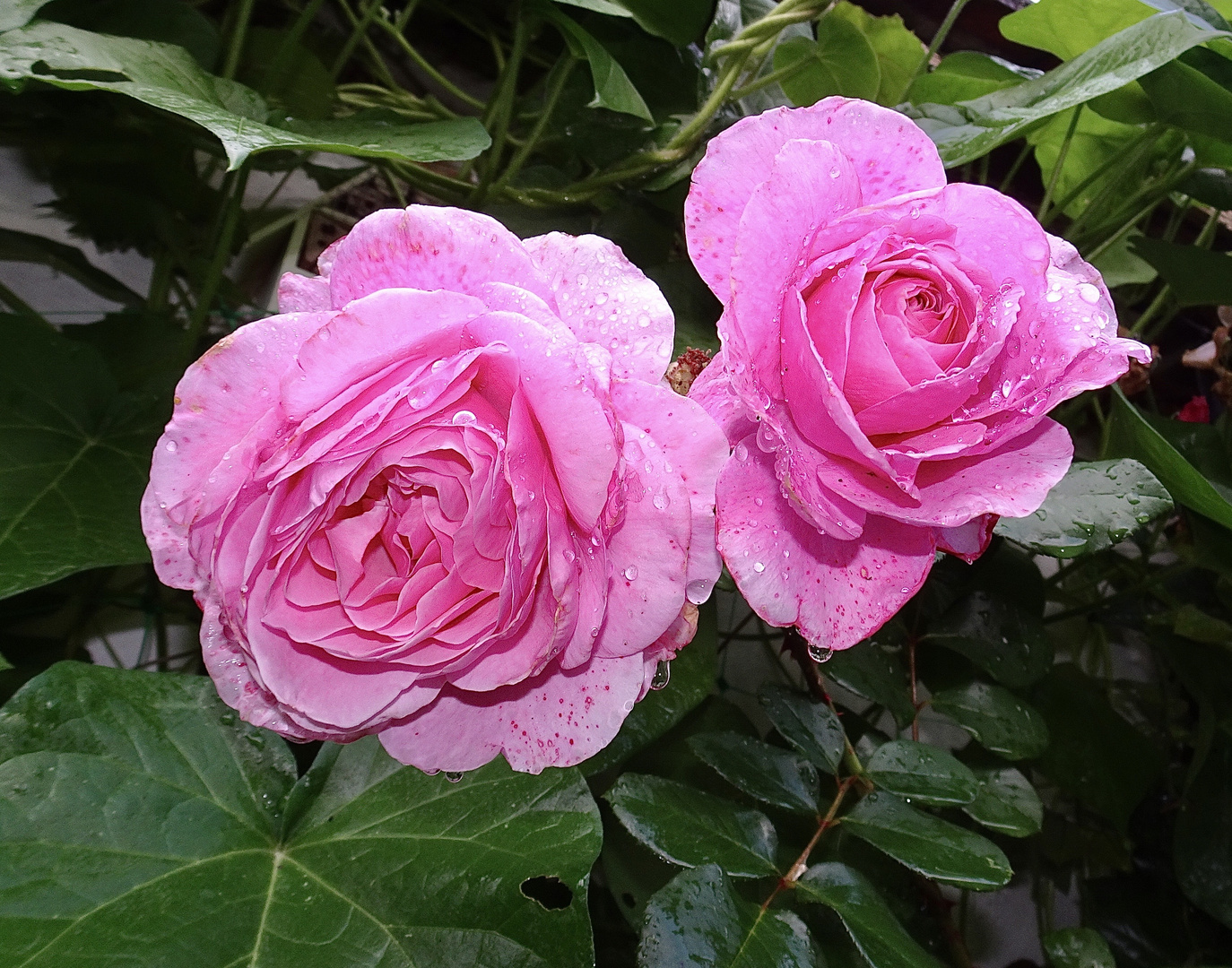 Rosenblüten im Regen