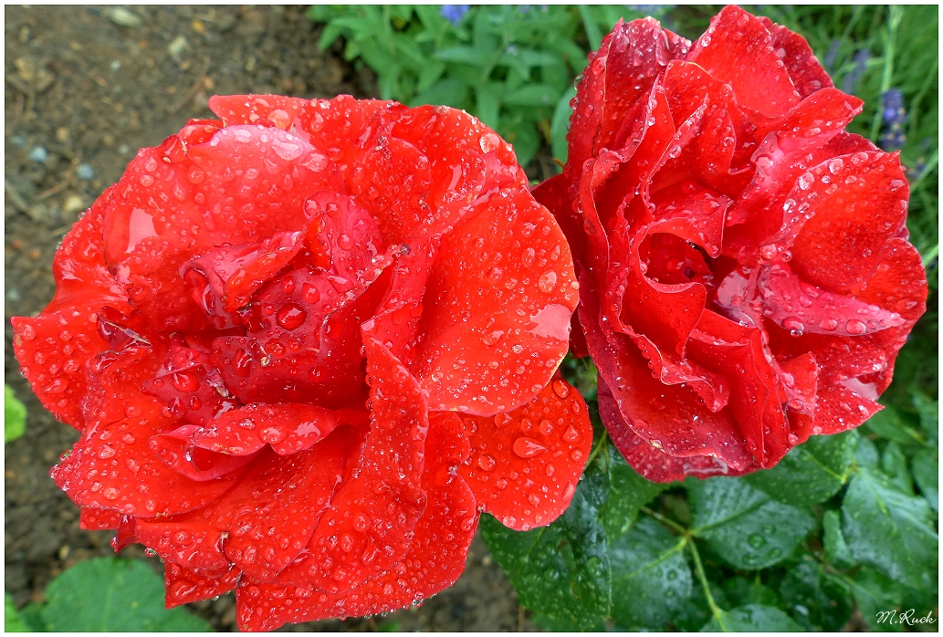 Rosenblüten im Regen ,