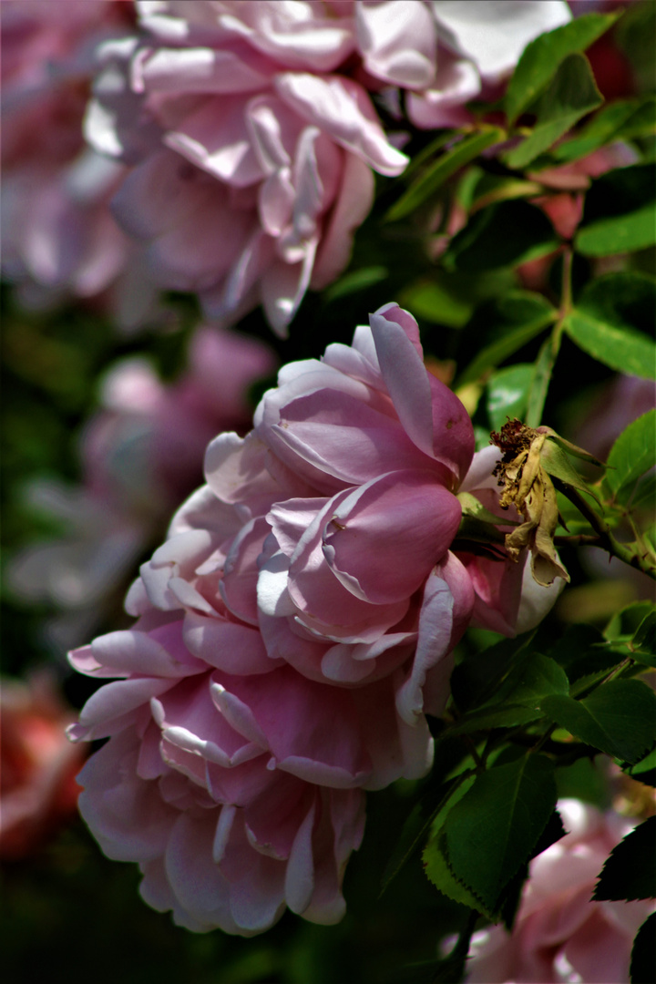 Rosenblüten nach dem Regen