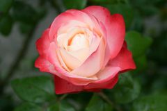Rosenblüten_2