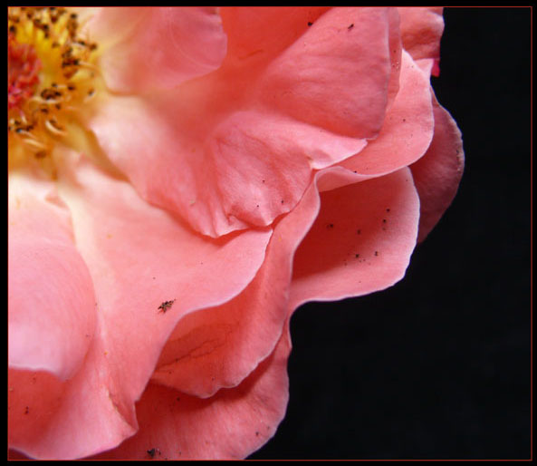 Rosenblütenblätter von Heike Gildenhoff 