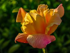 rosenblütenblätter...