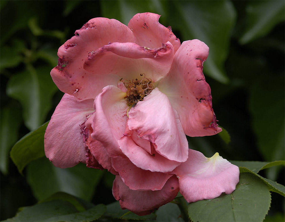 Rosenblüte....neunter und letzter Tag