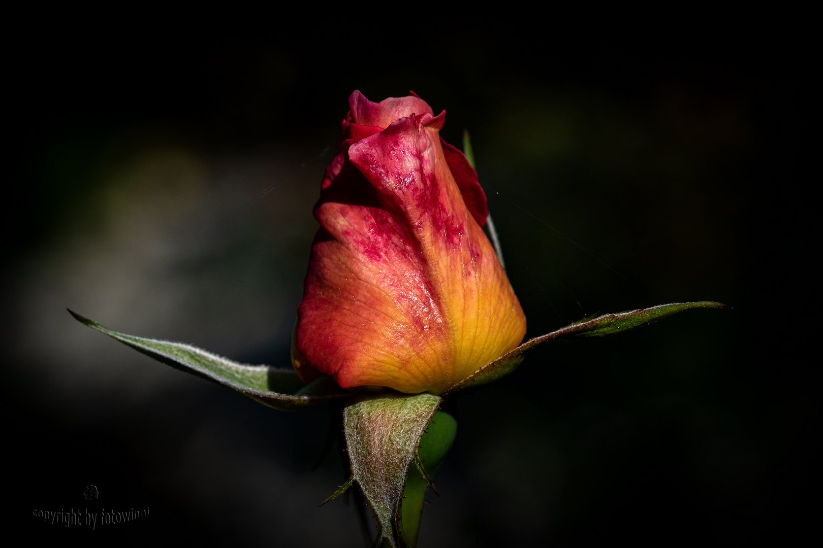 Rosenblütenknospe - eine der letzten in diesem Jahr