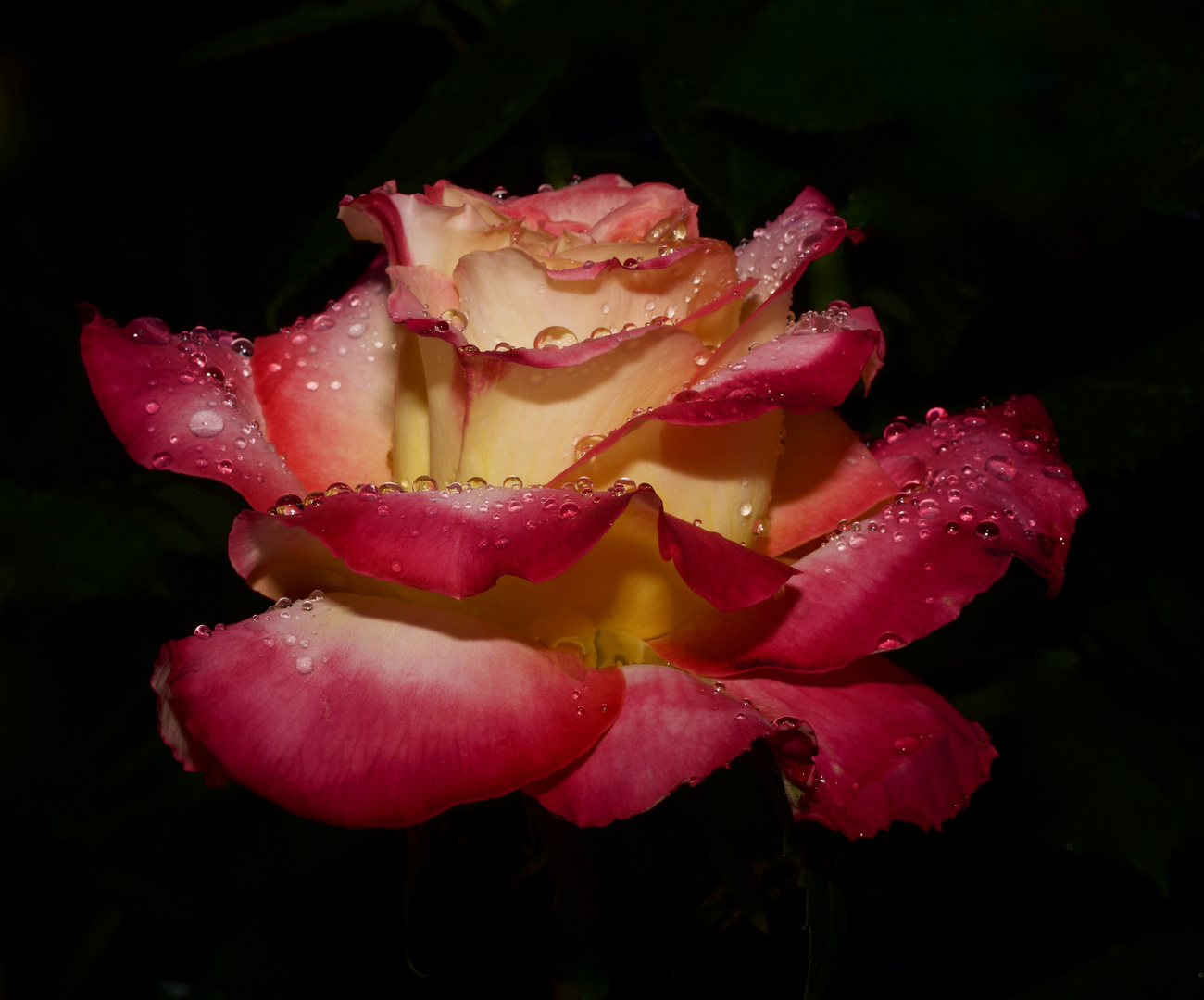 Rosenblütenschmuck