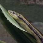 Rosenboa - fotografiert im Regensburger Reptilienzoo