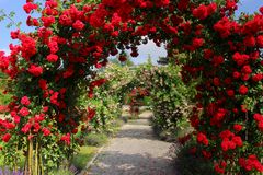 Rosenbögen im Park