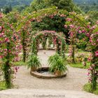 Rosenbögen im Rosenneuheitengarten Beutig Baden-Baden