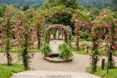 Rosenbögen im Rosenneuheitengarten Beutig Baden-Baden