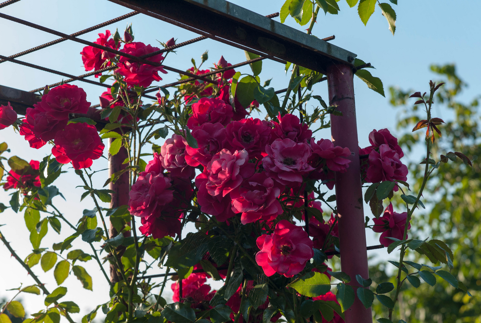 Rosenbogen im Schrebergarten