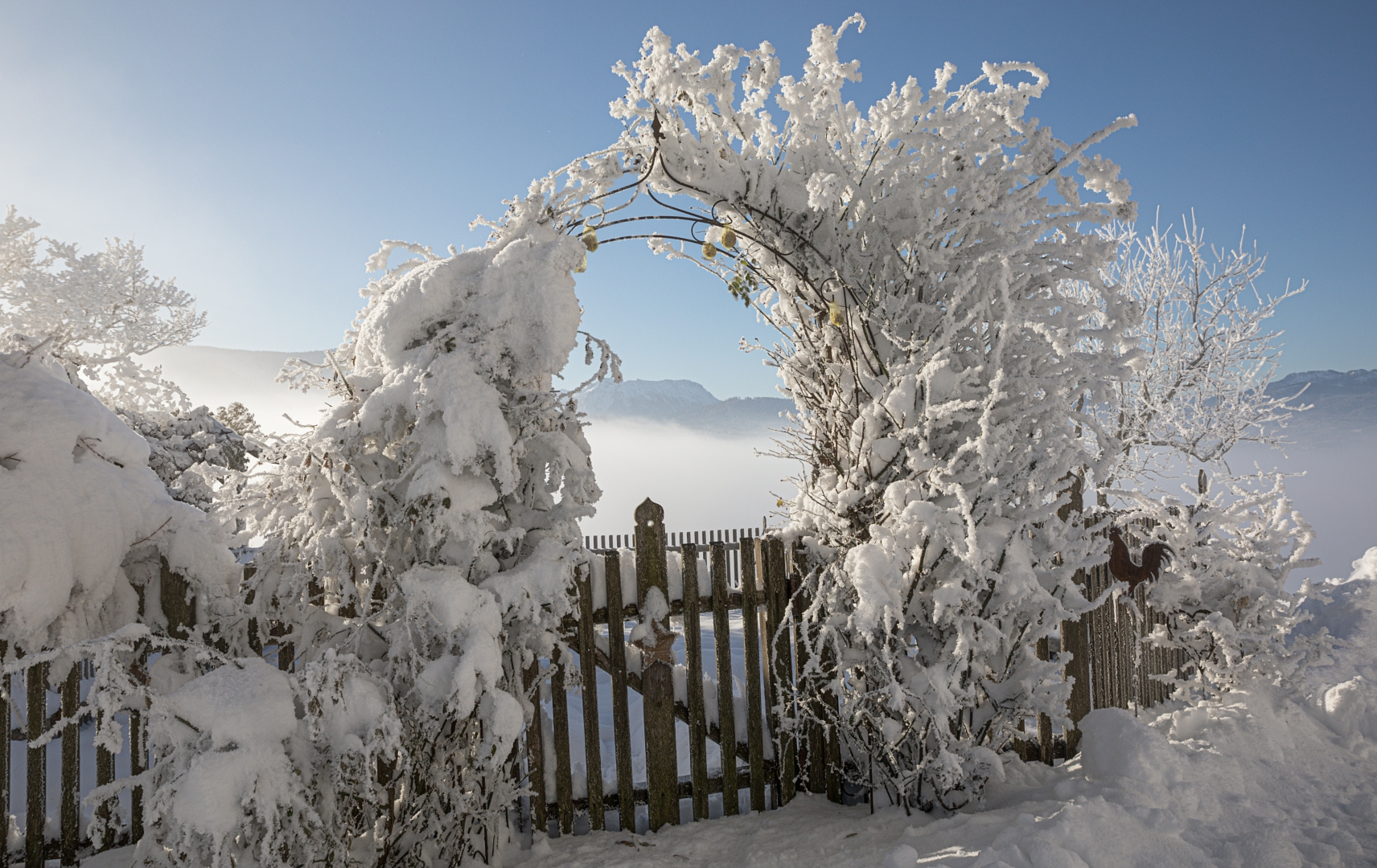 Rosenbogen  im Winter