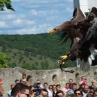 Rosenburg - Schnappschuss - Landeanflug