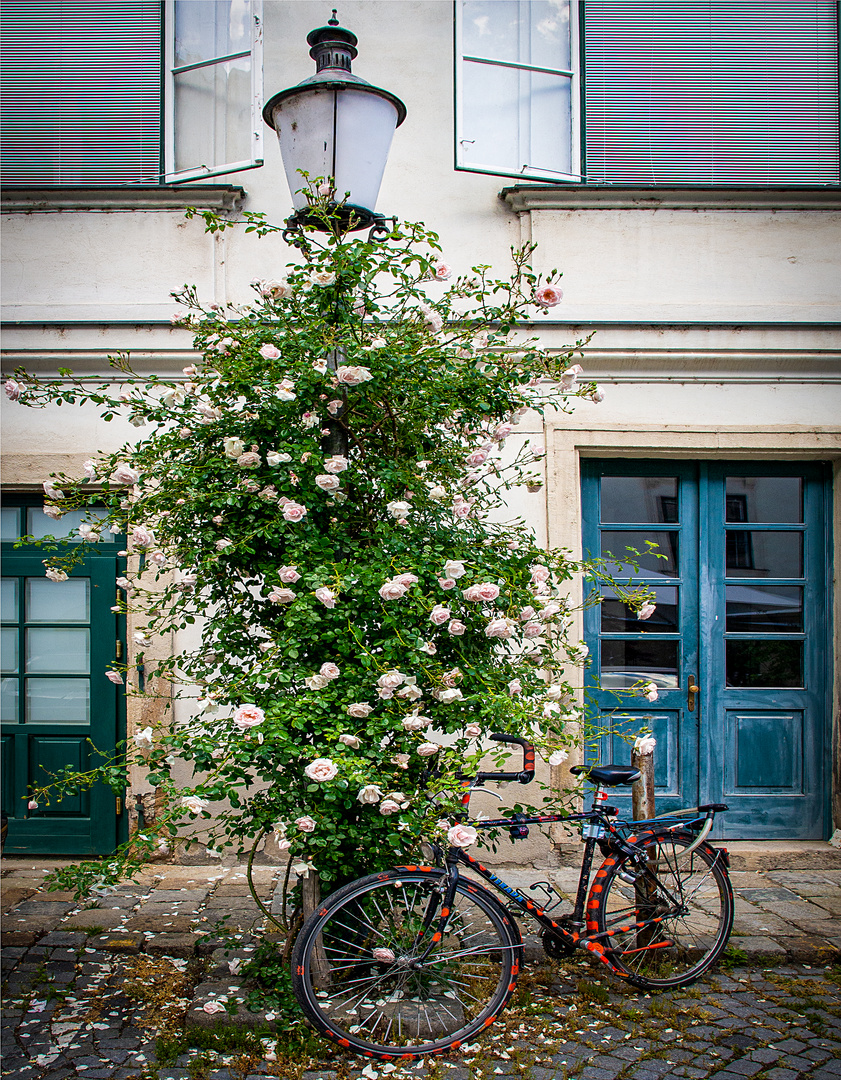 rosenbuschlampenfahrrad...