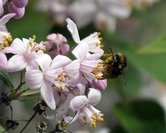 Rosendeutzie mit Hummelchen
