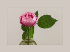 Rosenduft...