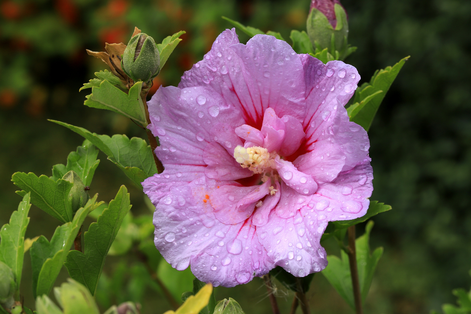 Roseneibisch-Blüte mit Regentropfen