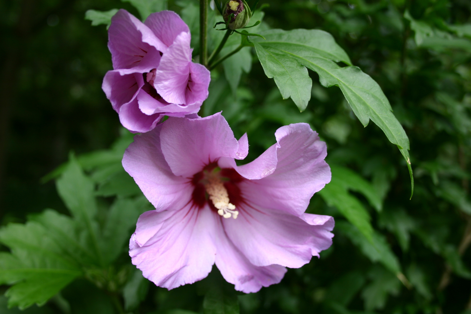 Roseneibisch (Hibiskus)