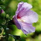 Roseneibisch oder Gartenhibiskus