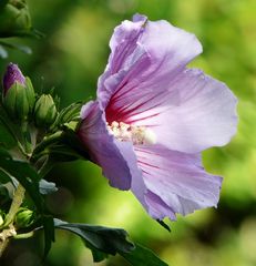 Roseneibisch oder Gartenhibiskus