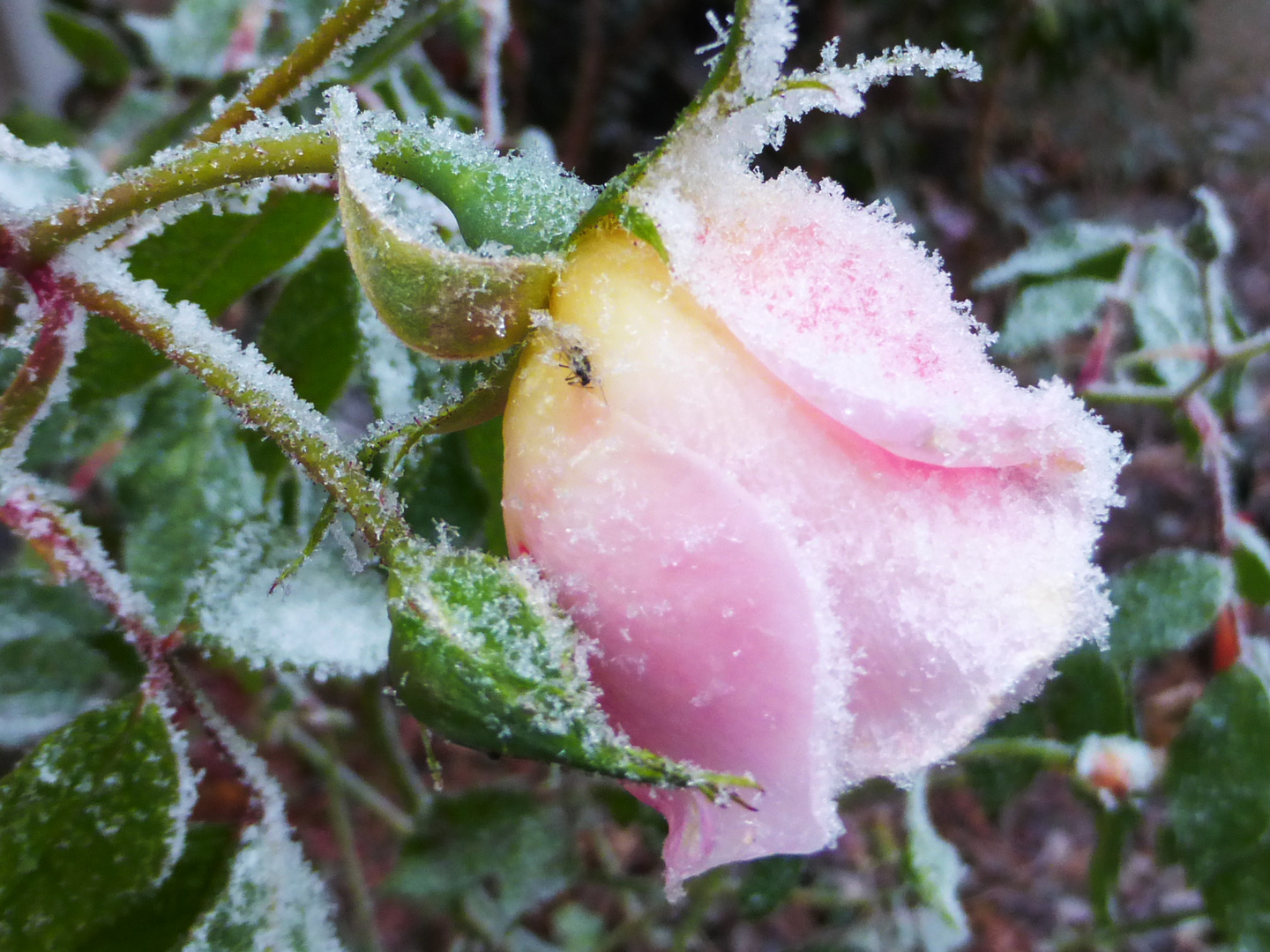 Rosenenglück im Winter