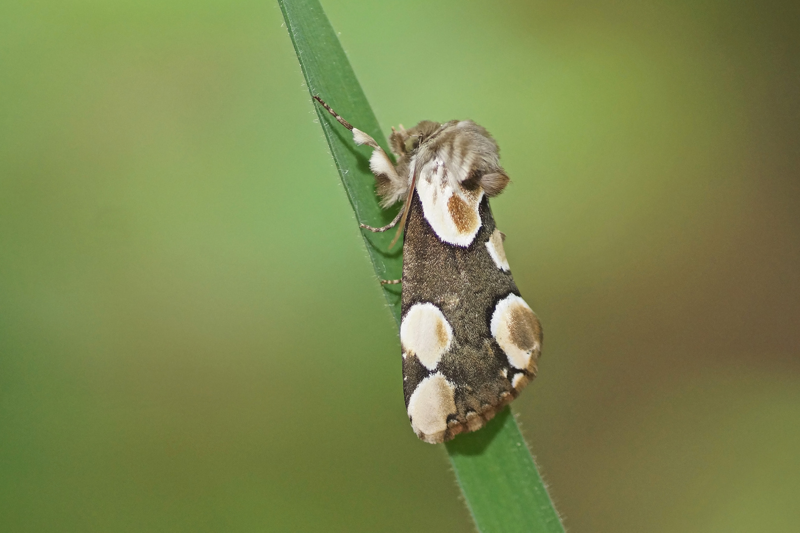 Roseneule (Thyatira batis)