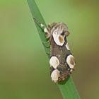 Roseneule (Thyatira batis)