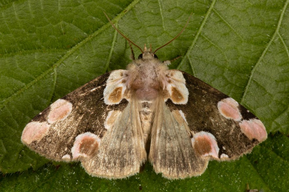 Roseneule (Thyatira batis)