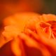 Blumen - Pflanzen