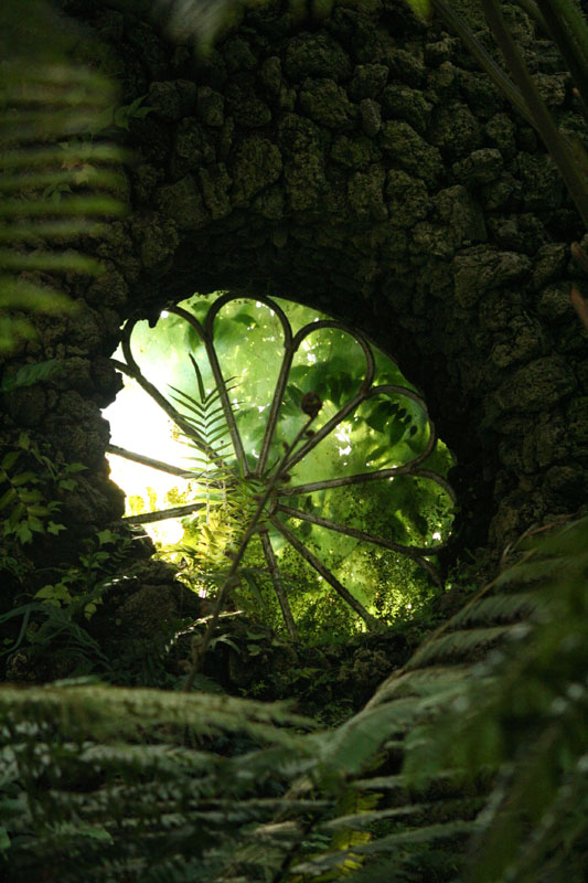 Rosenfenster im Wald