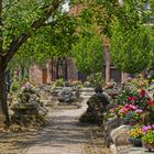 Rosenfriedhof