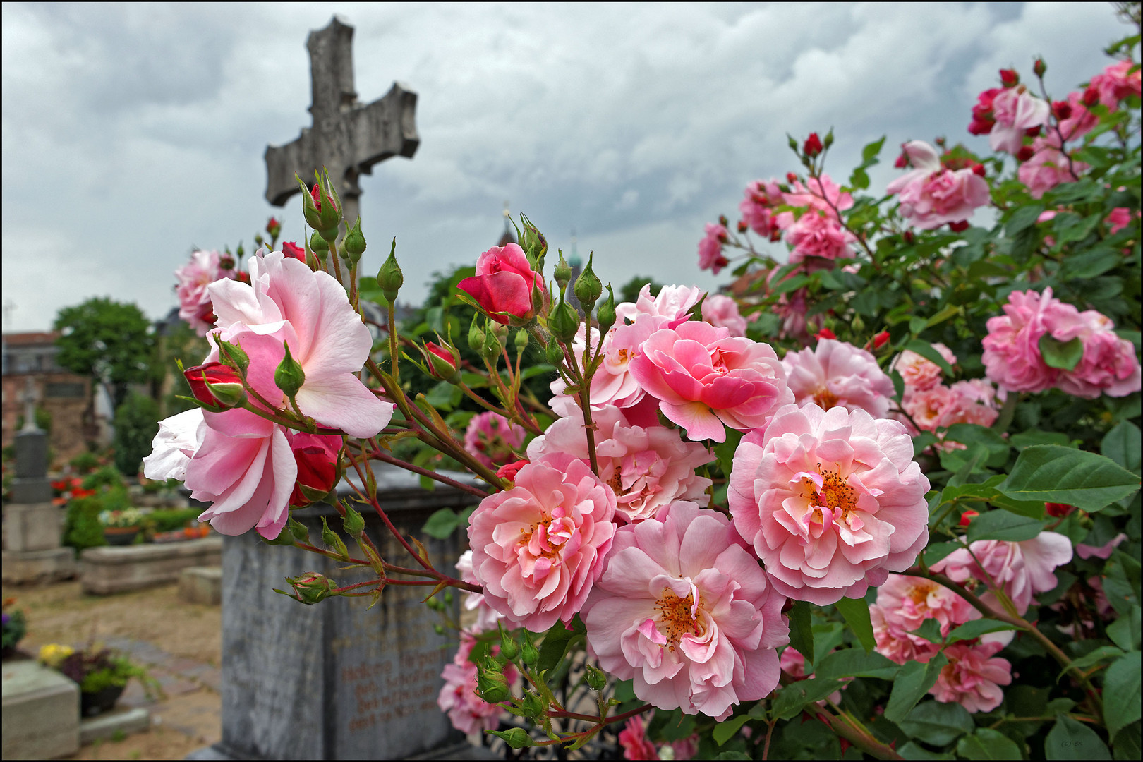 Rosenfriedhof