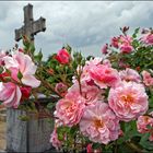 Rosenfriedhof