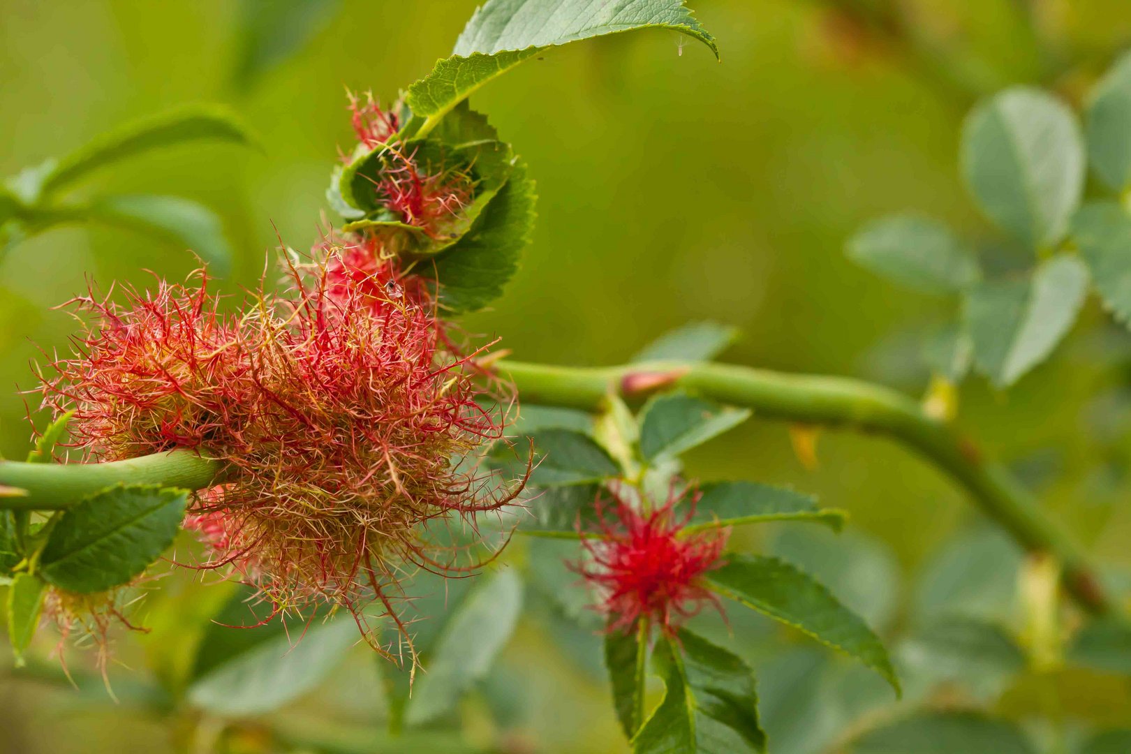 Rosengalle auf einer Rose