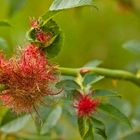 Rosengalle auf einer Rose