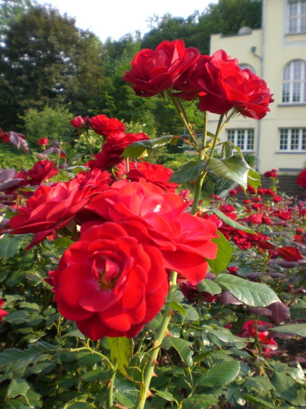 Rosengarten von K.Friese 