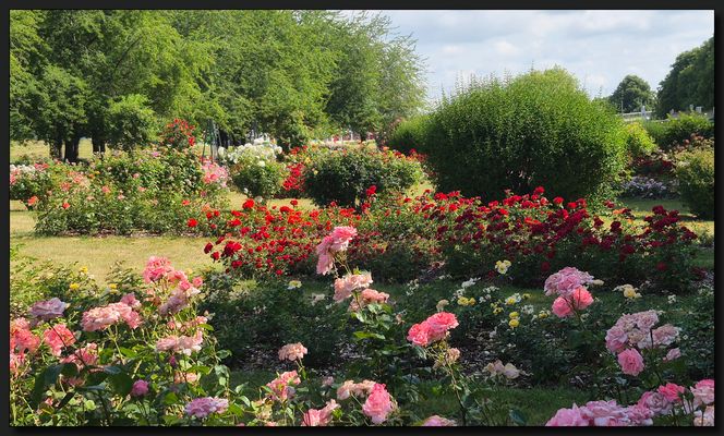 ...RosenGarten...