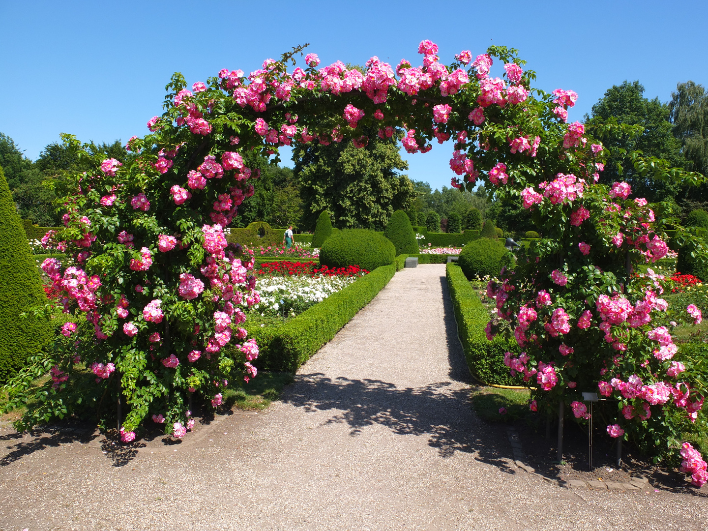 LA ROSE DANS LES LÉGENDES CHRÉTIENNES Rosengarten-943d2292-9c23-4e53-92bc-7e3f49a530f8