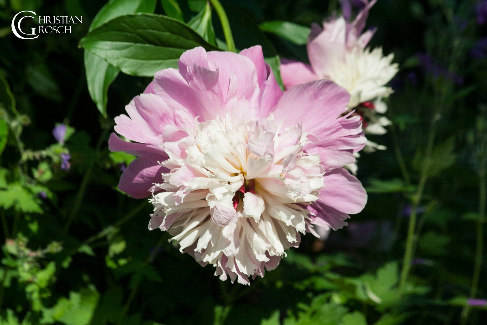 Rosengarten auf der Insel Mainau (Bodenseee)