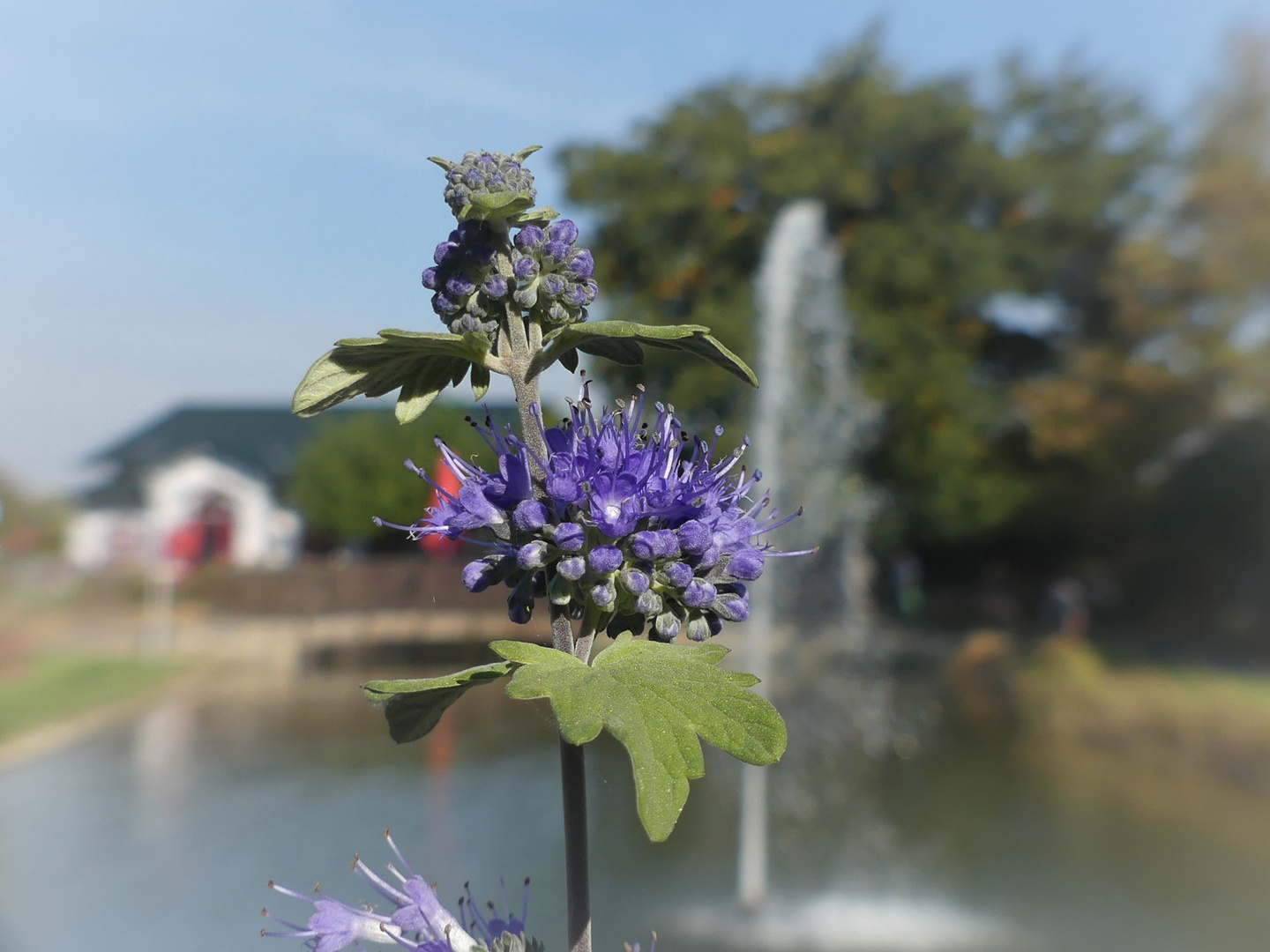 Rosengarten Bad Langensalza