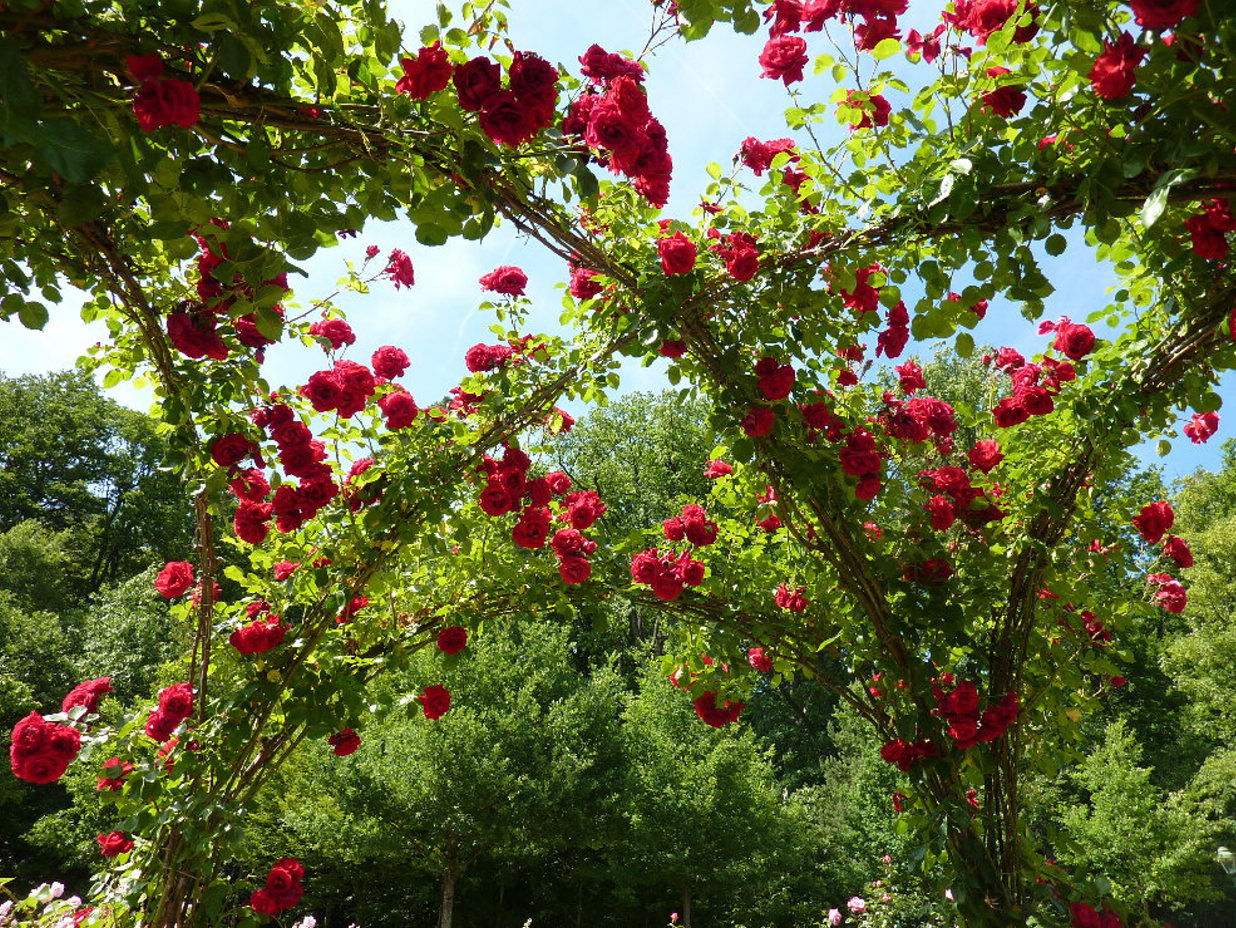 Rosengarten Baden-Baden