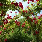 Rosengarten Baden-Baden