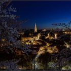 Rosengarten bei Nacht 